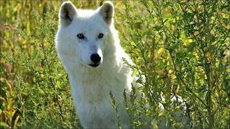 White Wolf Wallpaper HD Car Pictures