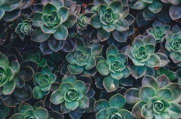 Succulent Joy Made To Measure Wall Mural Photowall