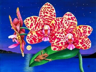 Froggy Orchids Wallpaper Stock Photos