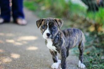 Pitbull Puppies Wallpaper HD