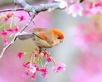 Delightful Collection Of Spring Wallpaper Crazy Frankenstein