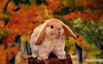 Cute Rabbit Wallpaper For Desktop