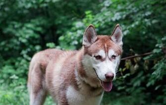 Wallpaper Dog Siberian Husky Animals
