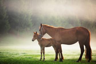 4k Horse Wallpaper Background Image