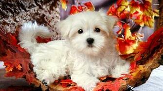 Maltese Desktop Background Animal Planet HD
