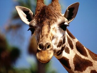 Giraffe Jpg