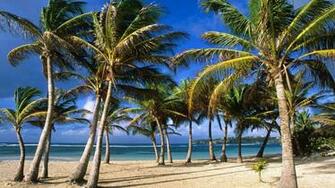 La Caravelle Beach French West Indies Wallpaper