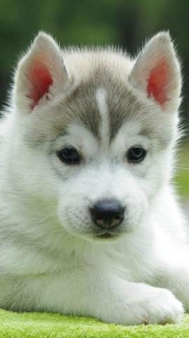 Cute Husky Puppy 4k Ultra HD Mobile Wallpaper Puppies