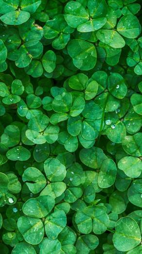 Irish Clovers Wallpaper iPhone Android Desktop Background