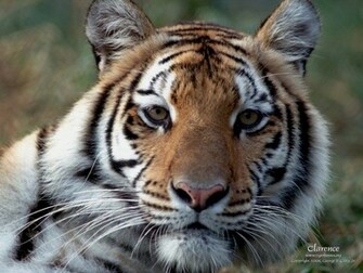 Tiger Desktop Wallpaper White Bengal And Siberian Tigers