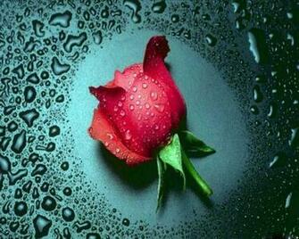 Wallpaper Beautiful Rose