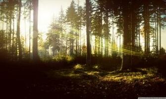 Magic Forest 4k HD Desktop Wallpaper For Ultra Tv