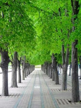 Bonito Paseo Entre Rboles In Green Landscape Tree Forest