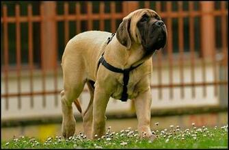English Mastiff Puppies Dog Breeds Wallpaperdog Wallpaper