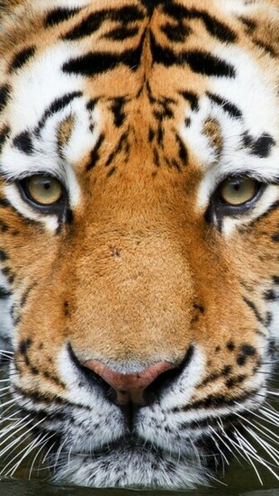 Tiger Face Wallpaper