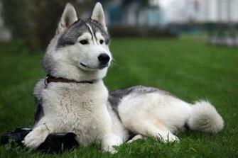 Siberian Husky Snow Dogs HD Wallpaper High