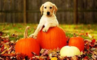 Dog Screensaver And Wallpaper