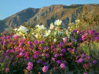 Photographed In California S Anza Borrego State Park March Of