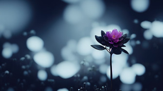 Flower Wallpaper HD For Desktop