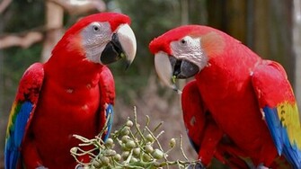 Macaw Parrot Red Colour Exotic Wallpaper Sa