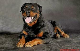 Agressive Rotweiler Dog Widescreen Wallpaper In HD