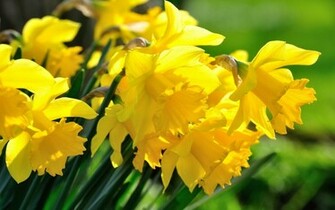 Daffodils Wallpaper