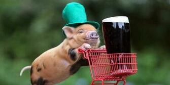 St Patrick S Day Animals Funny