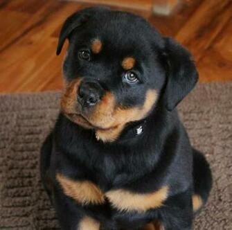 Very Cute Rottweiler Puppy Pictures And Image