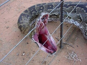 King Cobra Snakes HD Picture