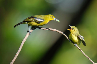 Mother Bird Wallpaper