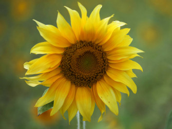 A Field Of Sunflowers Roses Wallpaper