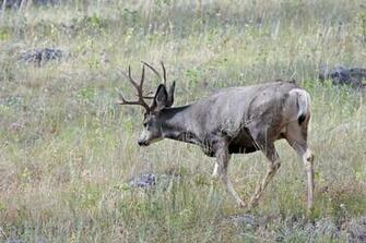 Mule Deer Buck Delfour Net Gdelfour Photos Usnp Rocky