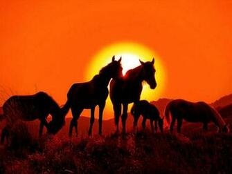 Horses Ramm Fence Equestrian