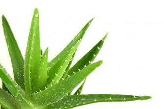 Aloe Vera Cocktail Immagini Gratis Per Il Tuo Desktop
