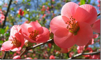 There Are Sizzling Spring Wallpaper Desktop Background Added To