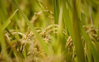 Rice Fields Wallpaper High Quality