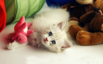 Beautiful Cute Background Desktop Wallpaper