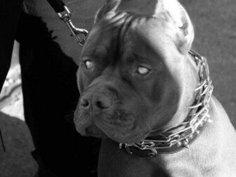 Pitbull Terrier Wallpaper Ing Gallery