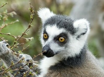 Lemur Kata Wallpaper