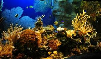 Image Wallpaper Russia The Oceanarium Russian Ni767330 Jpg