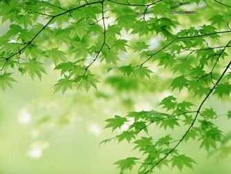 Nature Summer Wallpaper