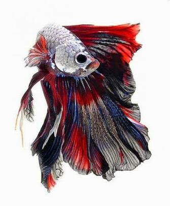 Betta Fish Photos Wallpaper The Fun Bank