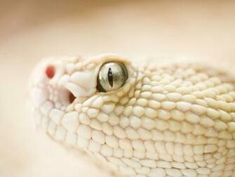 Grey Snake Eye Desktop Pc And Mac Wallpaper