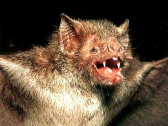 Vampire Bat Wallpaper