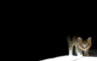 Kitten Wallpaper Hq