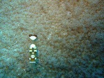Underwater HD Wallpaper Scuba Diving Res