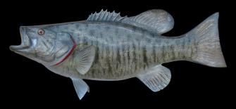 Fish Closeup Black Background Smallmouth Bass Animals Wallpaper