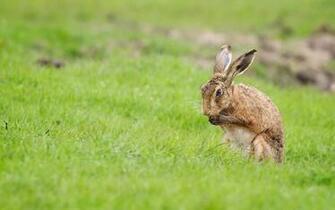 Hare Wallpaper HD