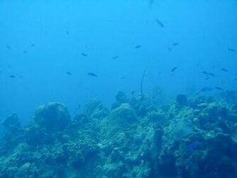 Pics Photos Ocean Floor Wallpaper