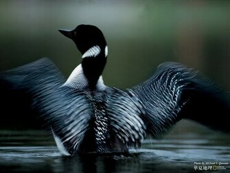 Common Loon National Geographic Best Wild Animal Wllpapers Wallpaper